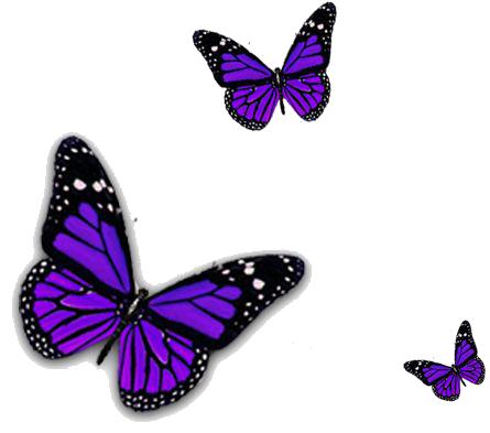 purple butterfly species