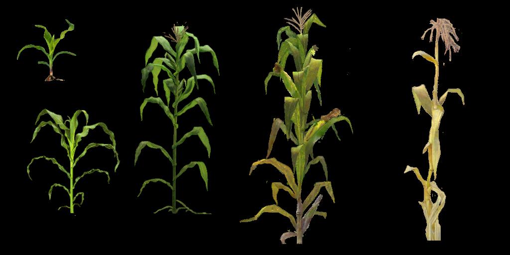 corn plant png