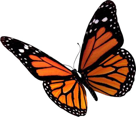 Download Flying Butterflies Clipart HQ PNG Image