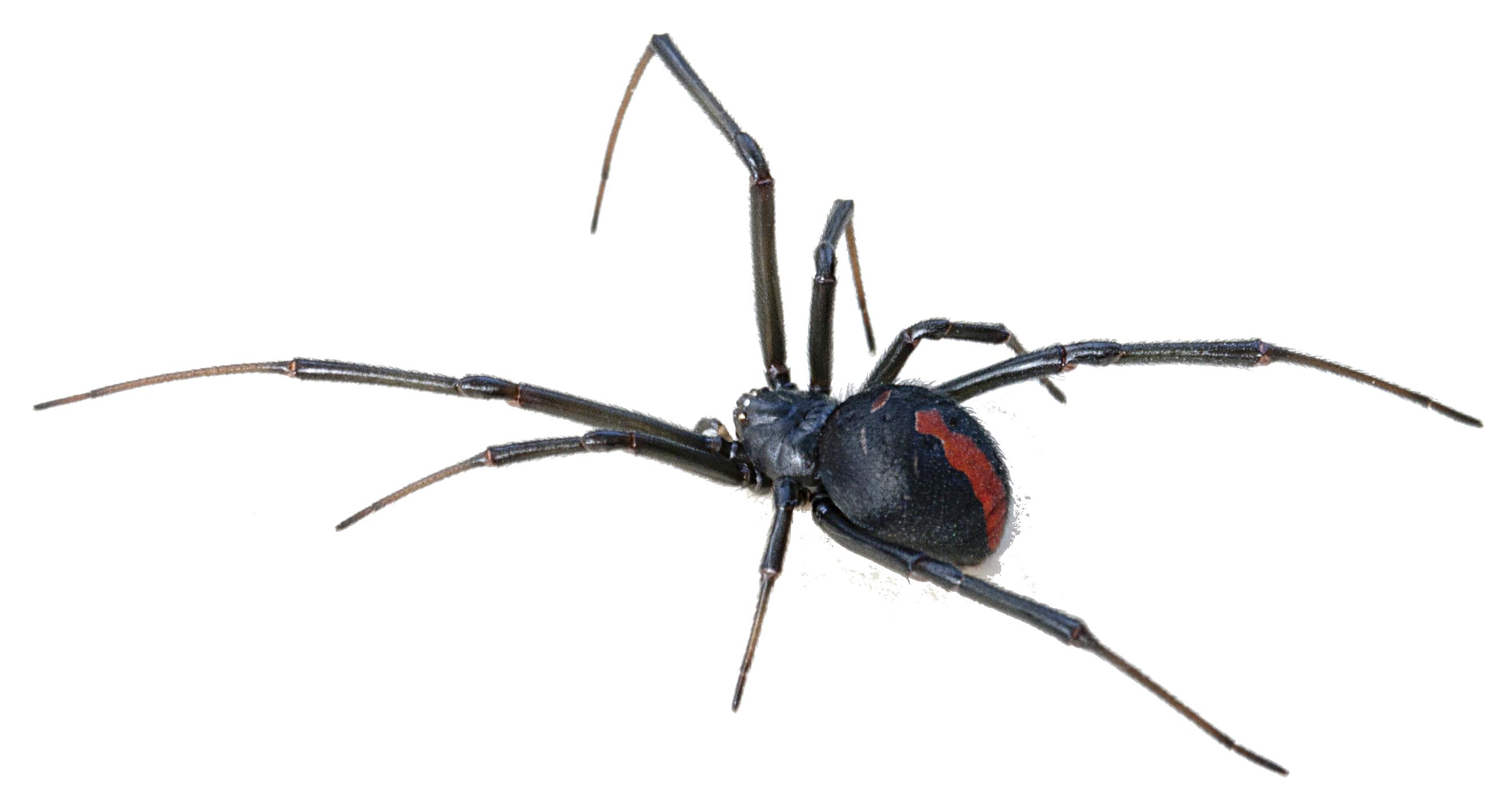 Black Widow Spider: Tại đây, bạn sẽ tìm thấy hình ảnh về con nhện đen với định dạng PNG cao cấp và nền trong suốt. Thật tuyệt vời khi có thể sử dụng hình ảnh này trên bất kỳ nền tảng nào mà không phải lo lắng về việc chèn nền. Hãy tham gia ngay để khám phá.