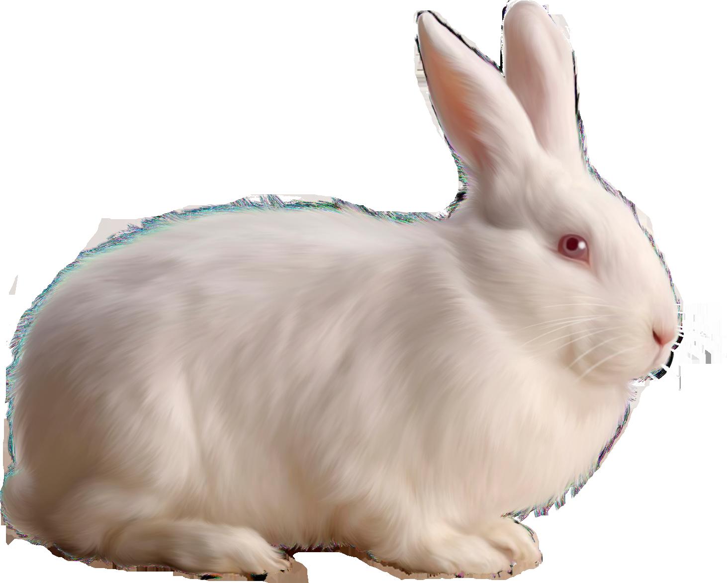 cute white bunny