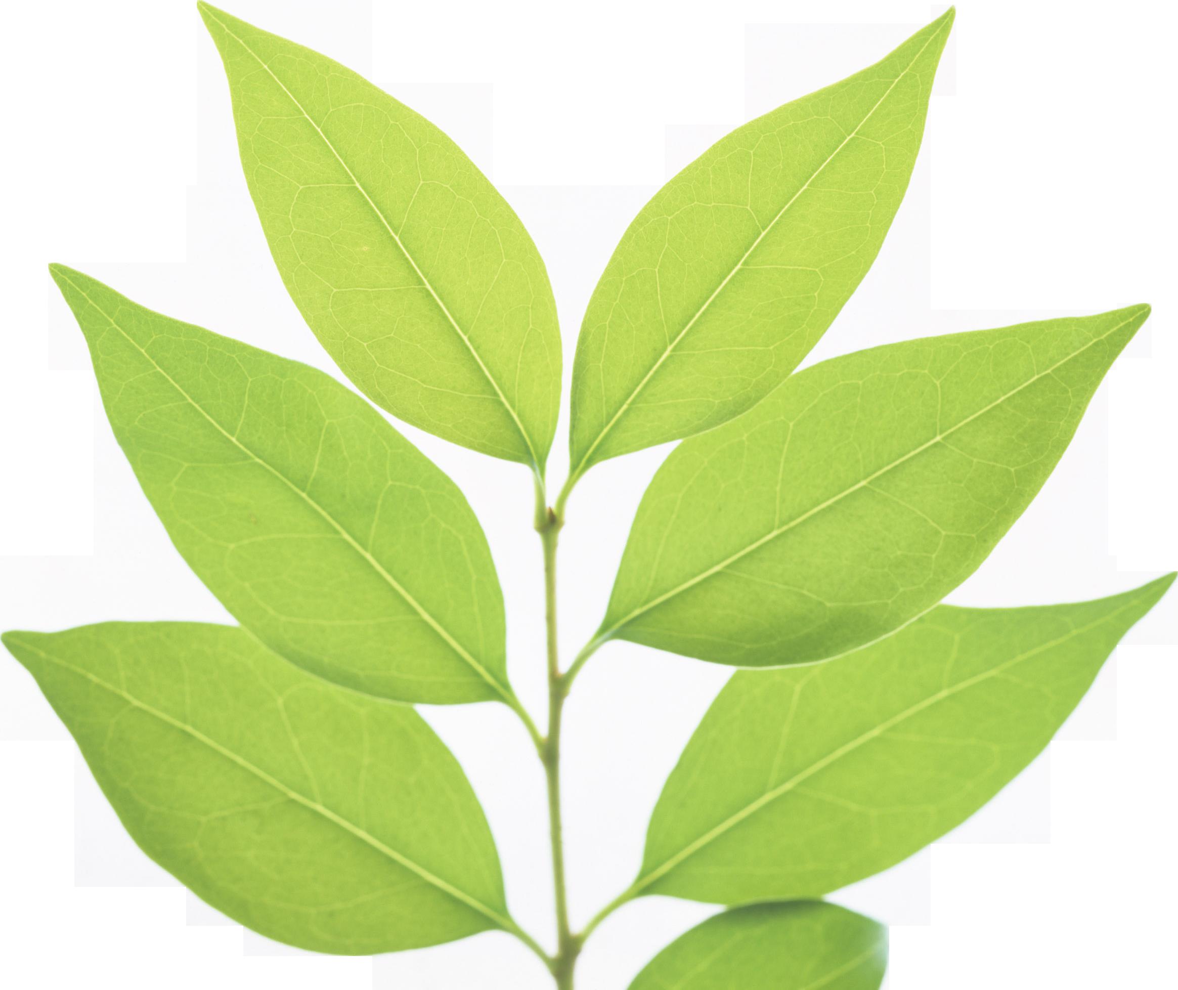 Download Green Leaf Free PNG HQ HQ PNG Image