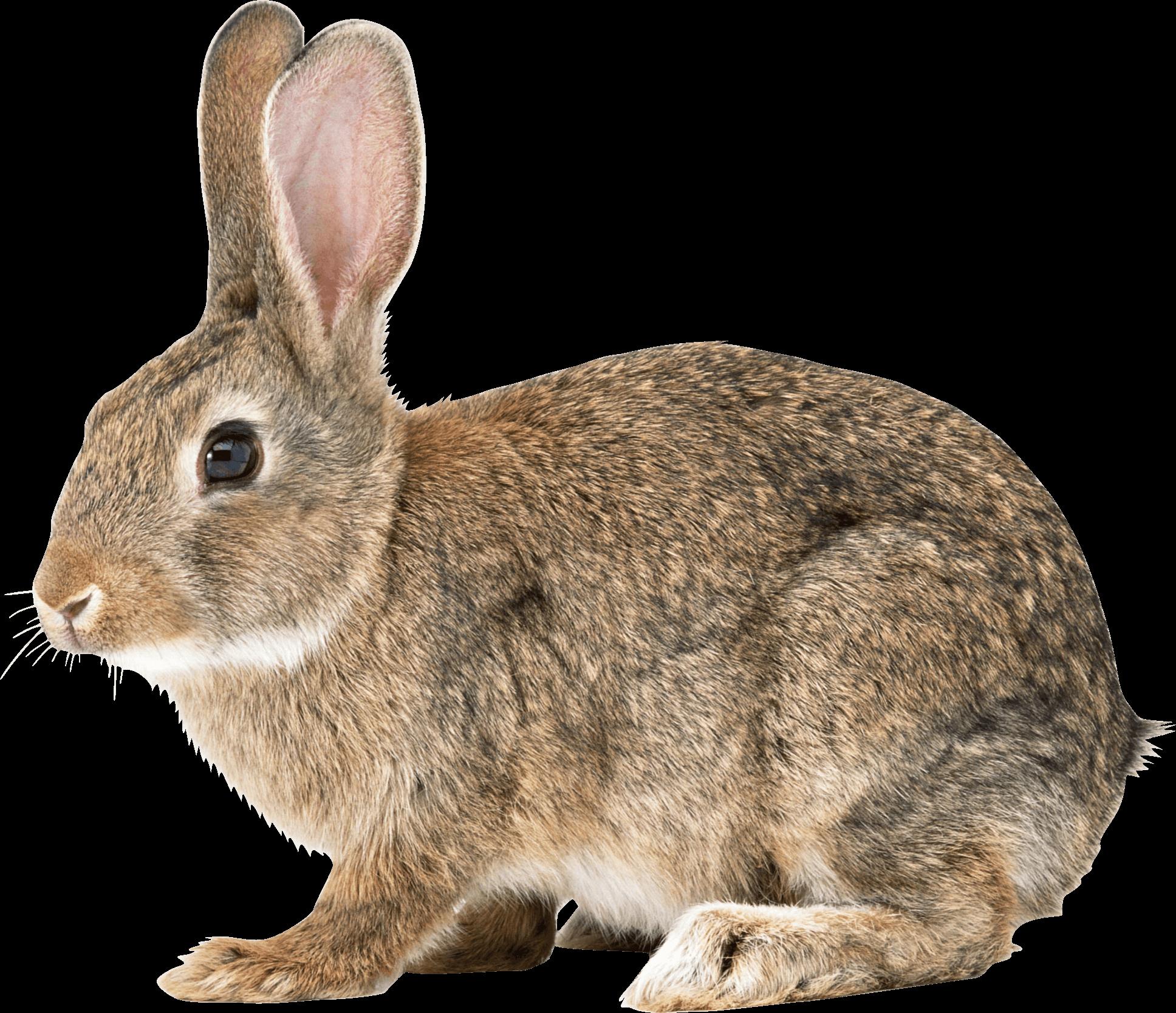 1000 X 562 0 - Rabbit 8 Mile Png - Free Transparent PNG Download - PNGkey