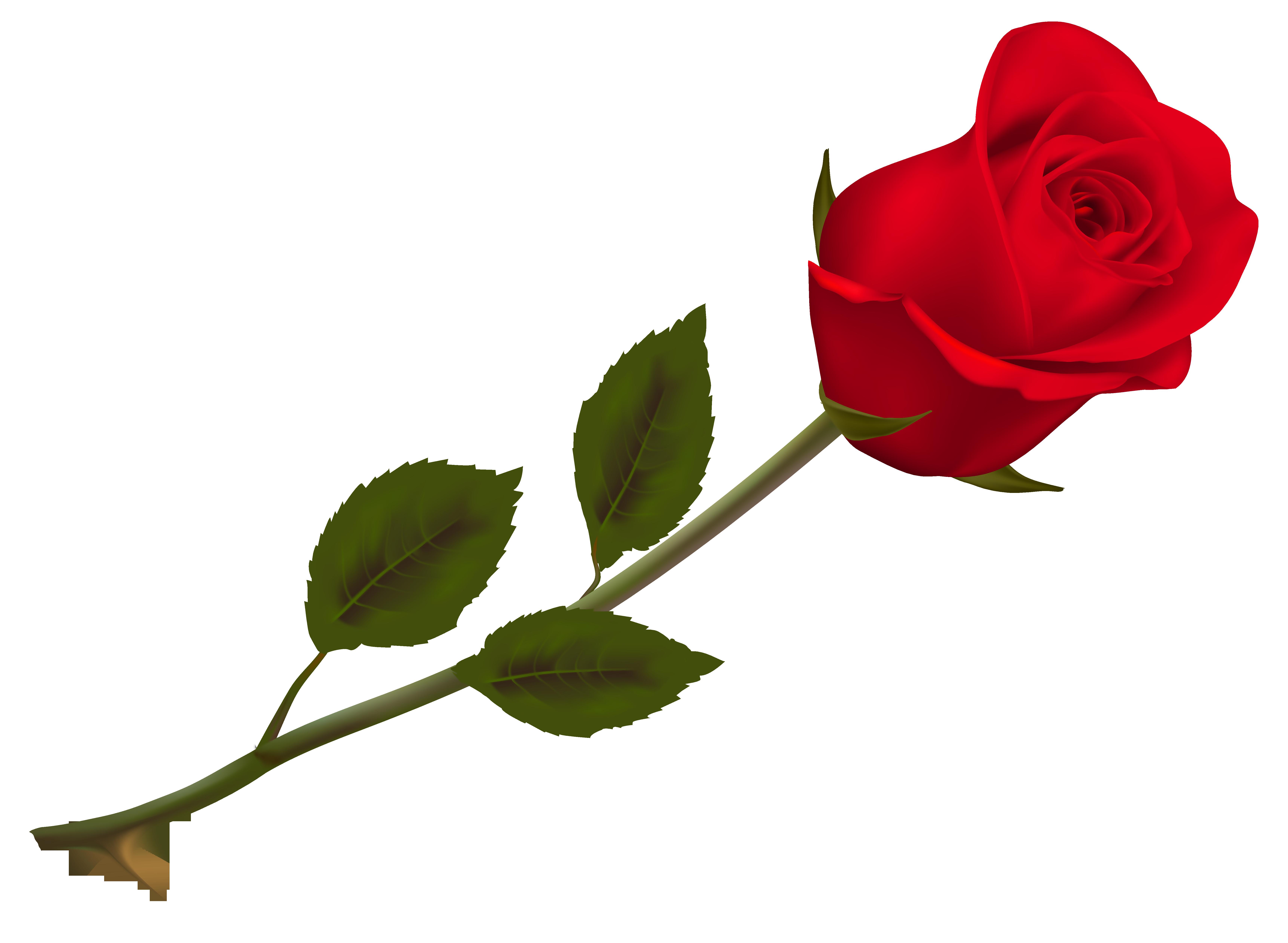 Download Beautiful Picture Rose Wallpaper Transparent Red HQ PNG Image |  FreePNGImg