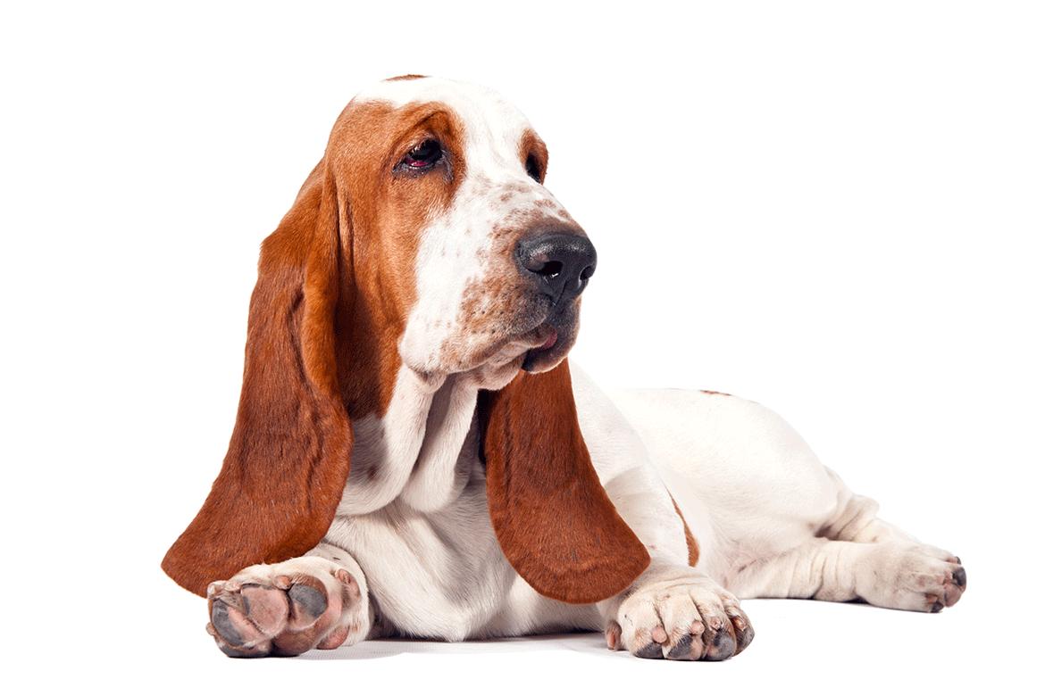 Free deals basset hound