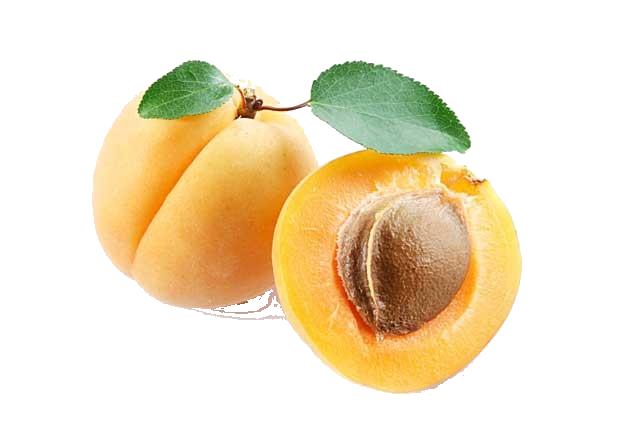 apricot clip art