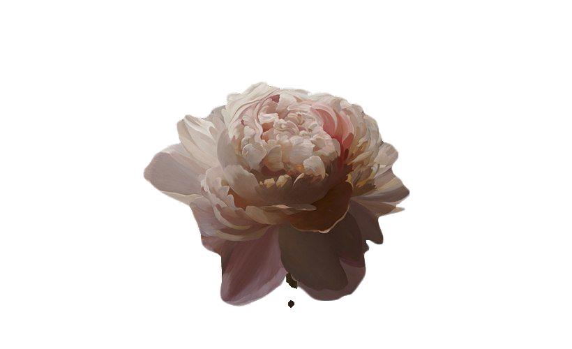 Flower Aesthetic Handpainted Pictures Png Flower Psd Aesthetic Png