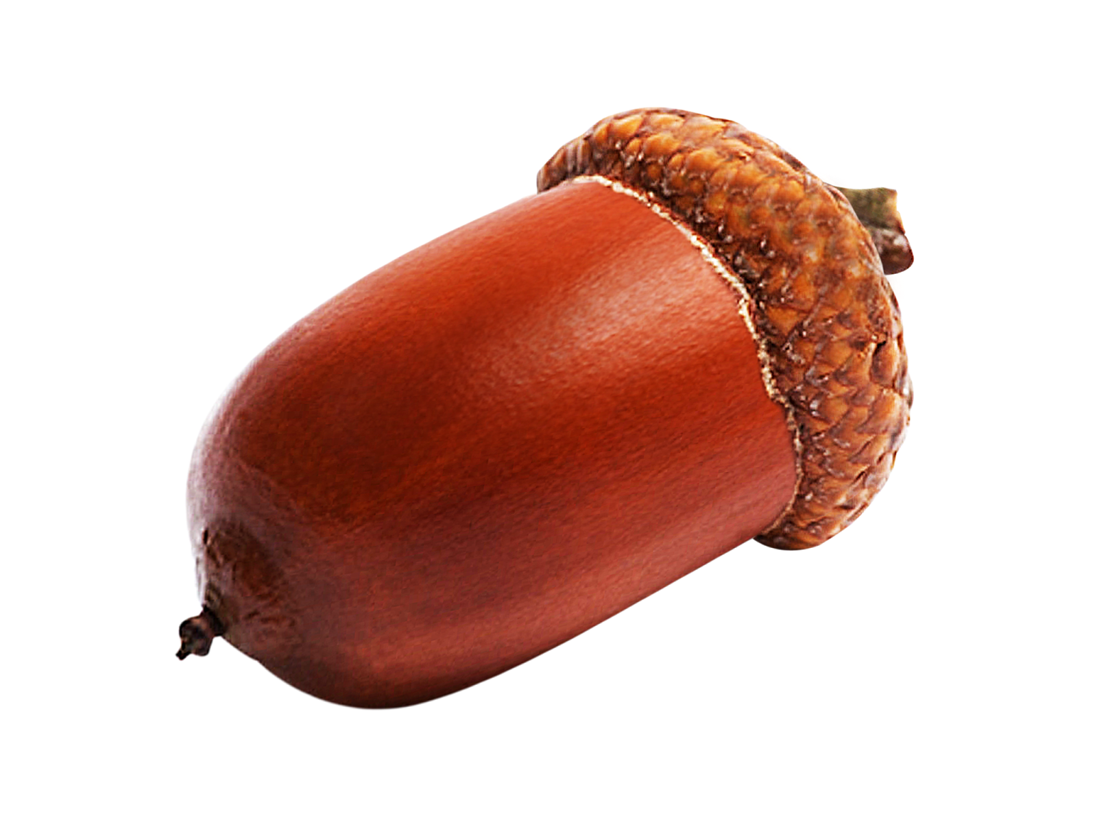 Picture Acorn Free HQ Image PNG Image