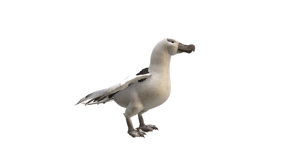 Albatross Hd PNG Image