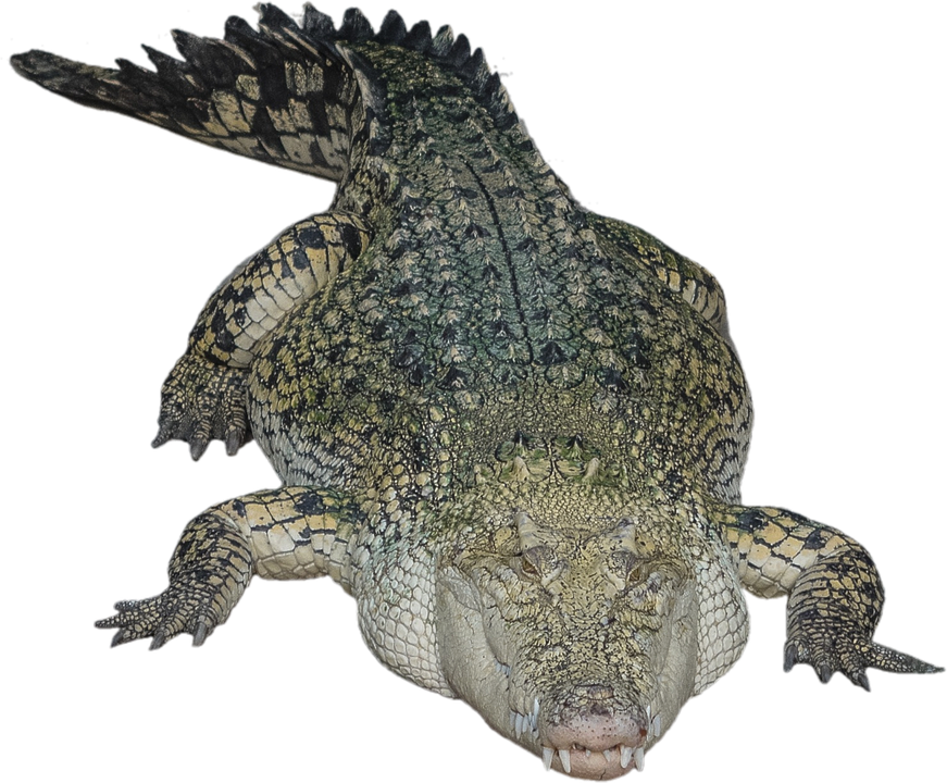 Alligator Hd PNG Image