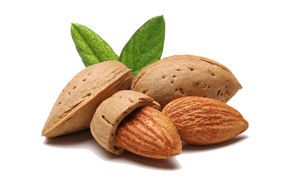 Almond Png File PNG Image