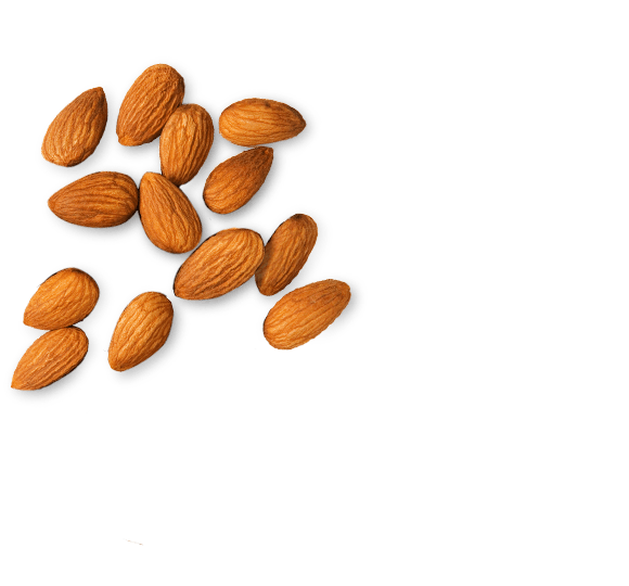 Almond Picture PNG Image