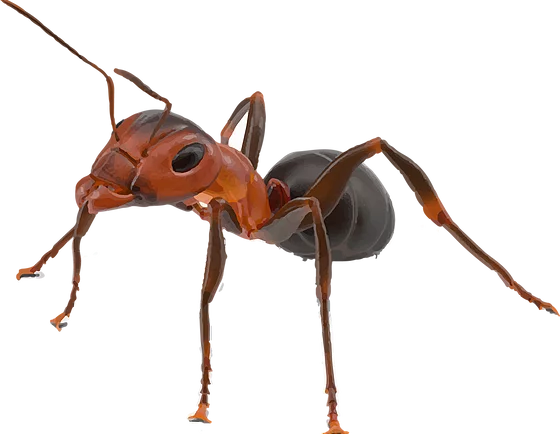 Ant Red Free Transparent Image HD PNG Image