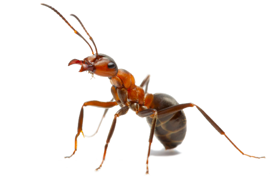 Ant Picture Red HD Image Free PNG Image