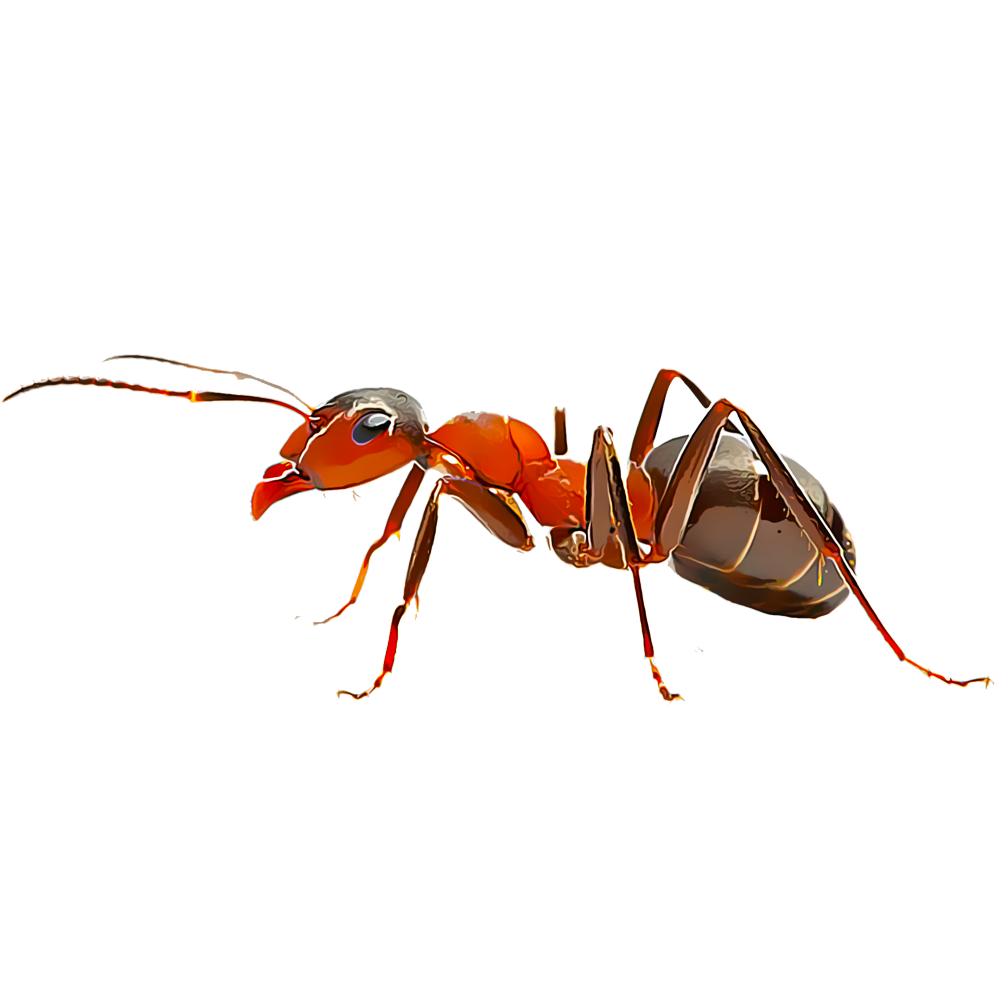 Ant Red Free Transparent Image HQ PNG Image
