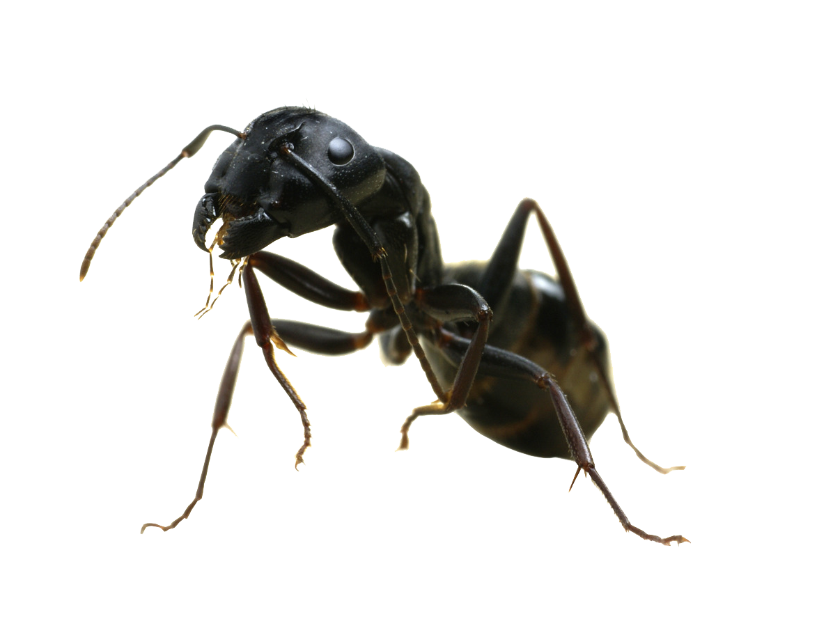 Ant Free Png Image PNG Image