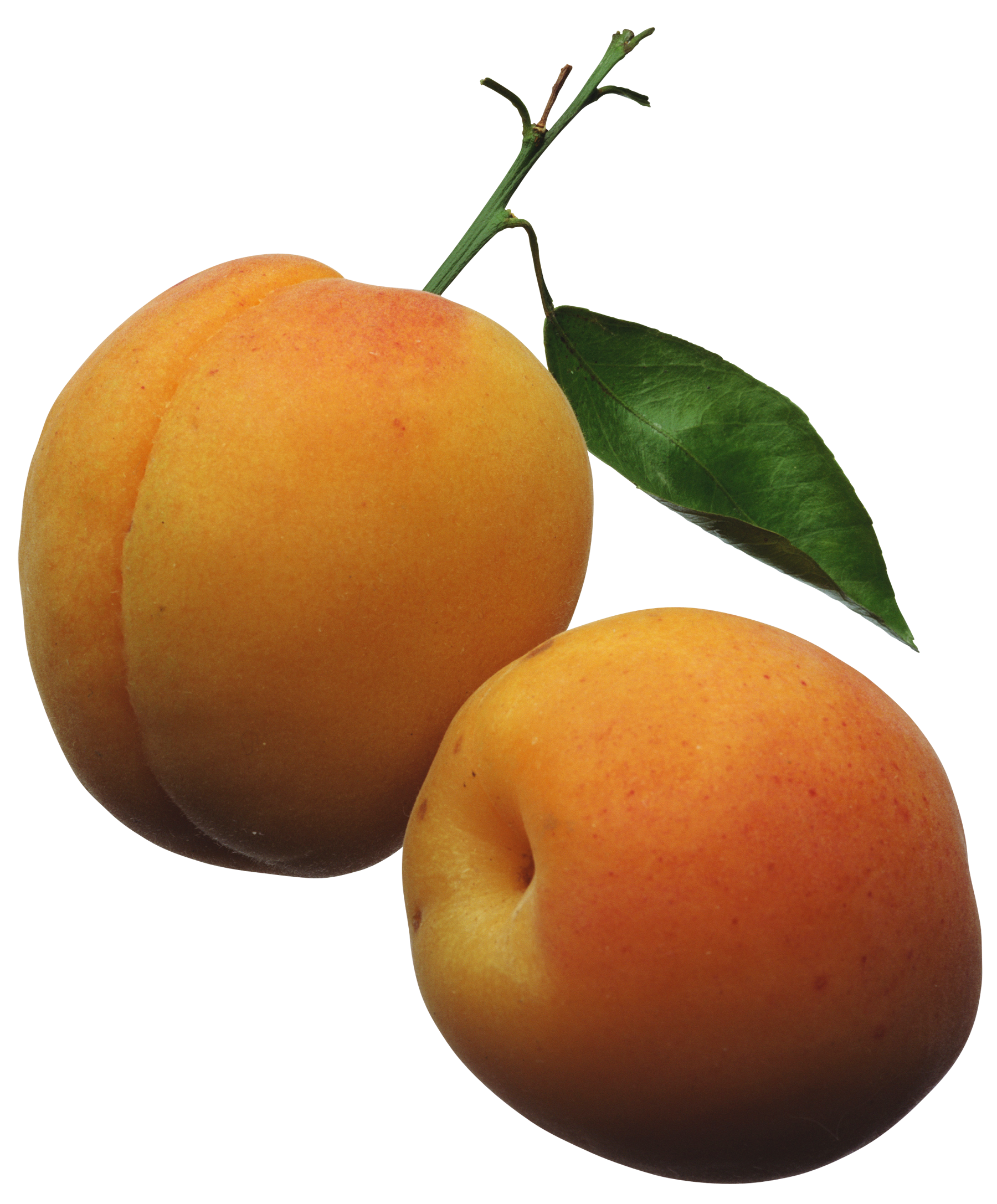 Apricot Fruit Free HQ Image PNG Image