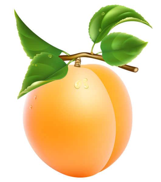 Apricot Fruit Picture Free Transparent Image HD PNG Image