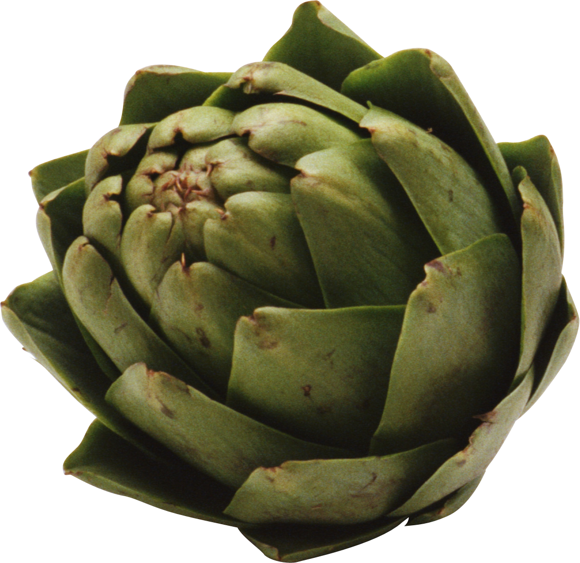 Artichoke PNG Image