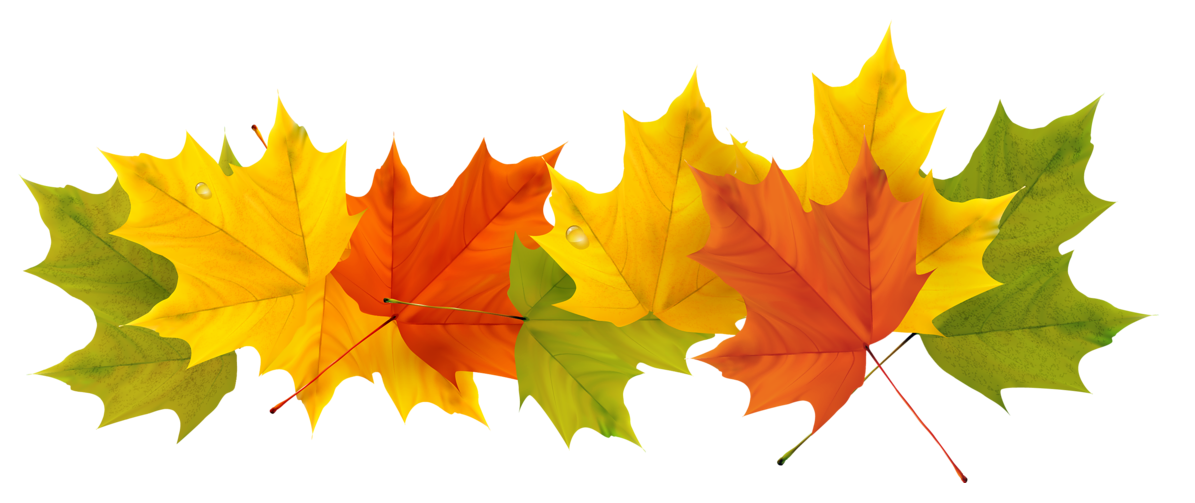 Autumn Color Leaf Tree Free Transparent Image HD PNG Image