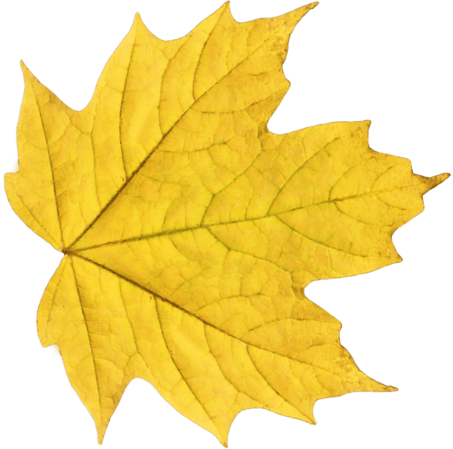 Yellow Autumn Png Leaf PNG Image