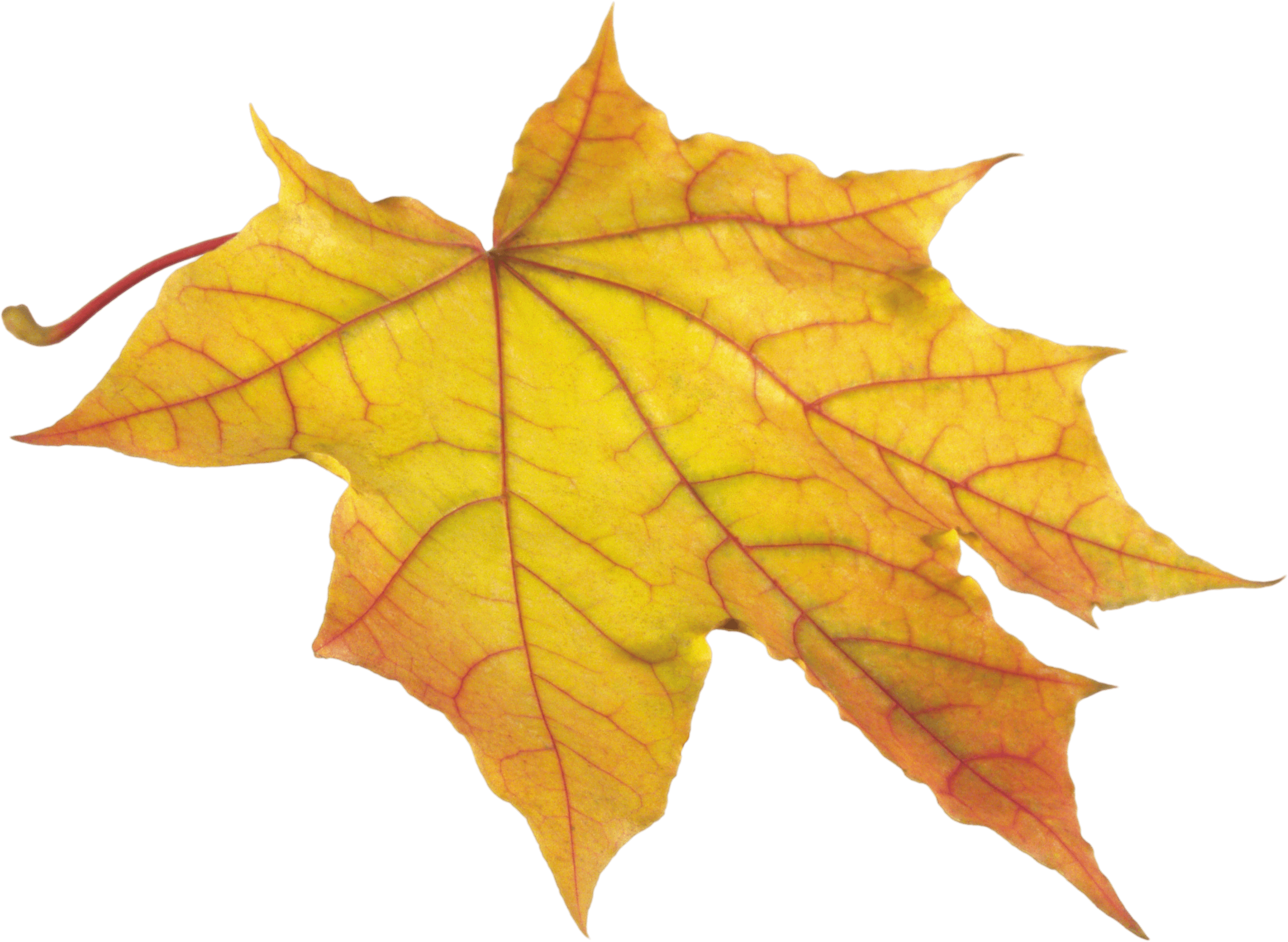 Yellow Autumn Png Leaf PNG Image
