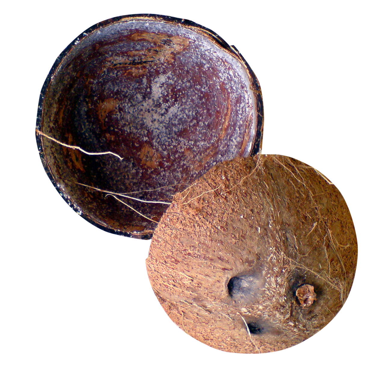 Half Coconut Picture Free Transparent Image HD PNG Image