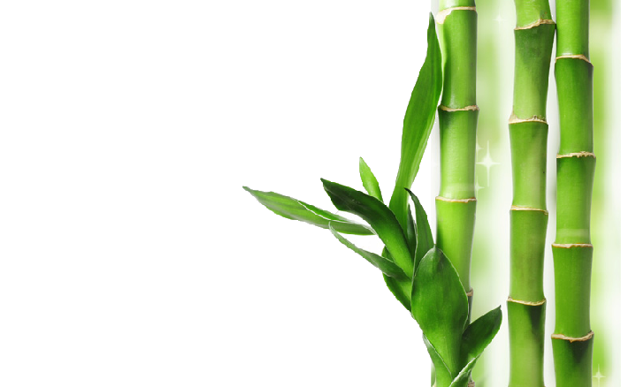 Bamboo Transparent Background PNG Image