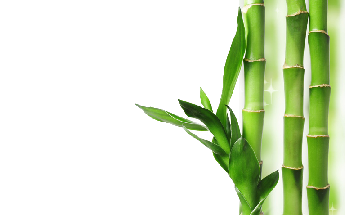 Download Bamboo Transparent Background Hq Png Image In Different