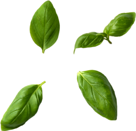 Basil PNG Image