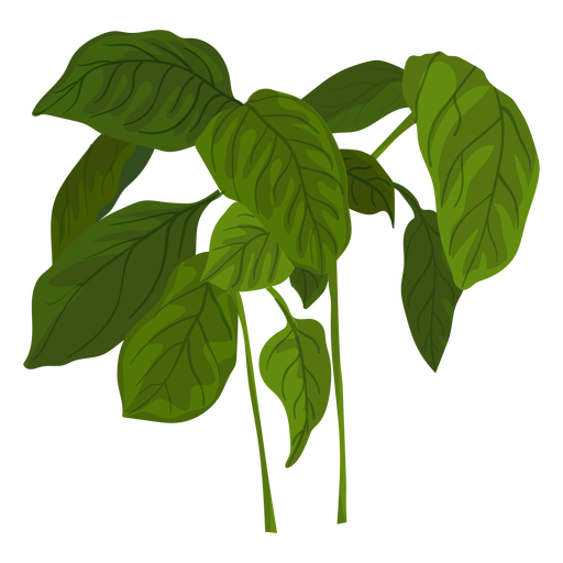 Basil PNG Image