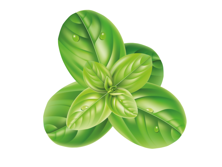 Basil PNG Image