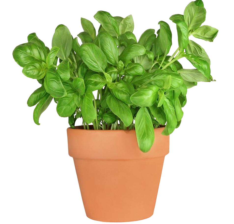 Basil PNG Image