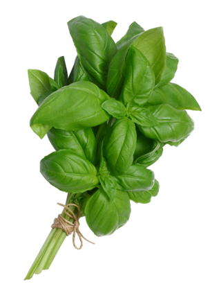 Basil PNG Image