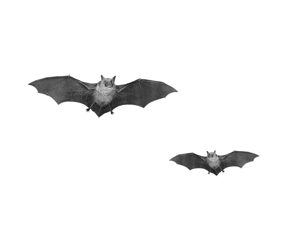 Small Bat Download HQ PNG Image