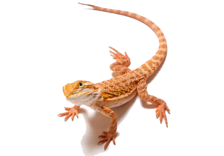 Bearded Dragon Clipart PNG Image