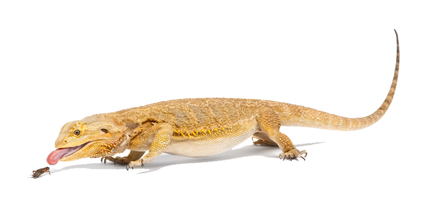 Bearded Dragon File PNG Image