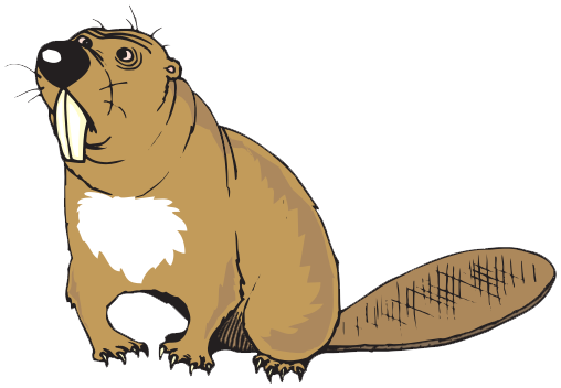 Beaver Transparent Background PNG Image