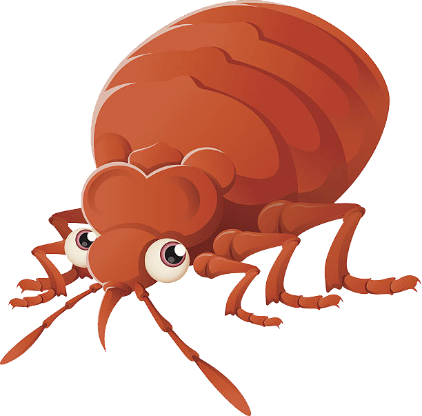 Bed bug PNG Image