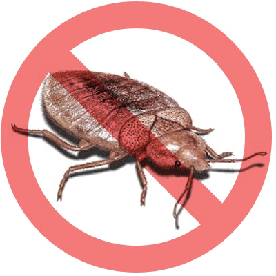 Bed bug PNG Image