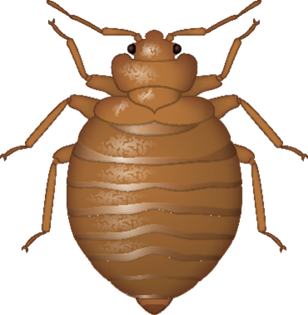 Bed bug PNG Image
