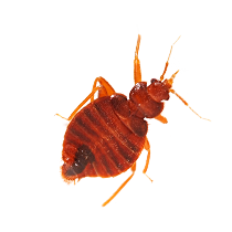 Bed bug PNG Image