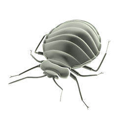 Bed bug PNG Image