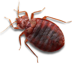 Bed bug PNG Image