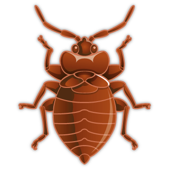 Bed bug PNG Image