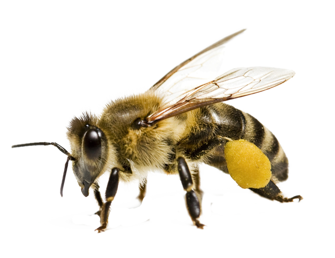 Honey Flying Bee Free HQ Image PNG Image