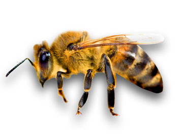 Bee Png 4 PNG Image