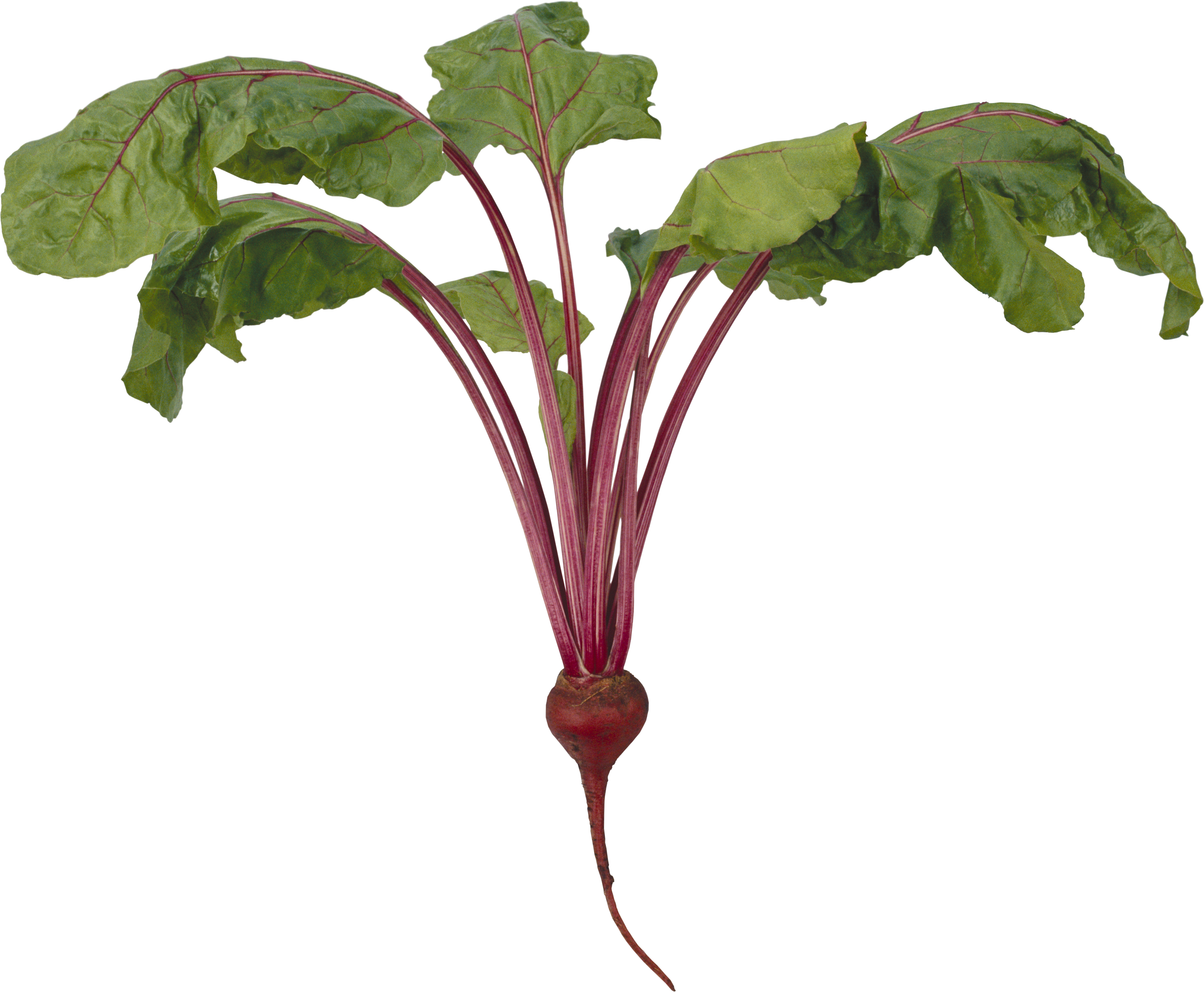 Beet PNG Image