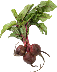 Beet PNG Image