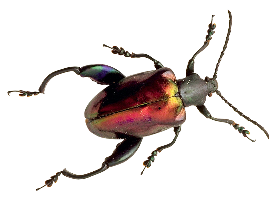 Bug Beetle Free PNG HQ PNG Image